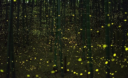 5 lugares para ver luciérnagas cerca de CDMX