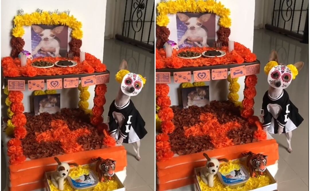 Perrito Día de Muertos. Foto: Captura de pantalla de TikTok @mia_puppy1405
