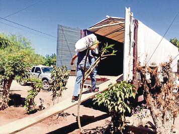 Viven crisis productores de frijol en Sinaloa