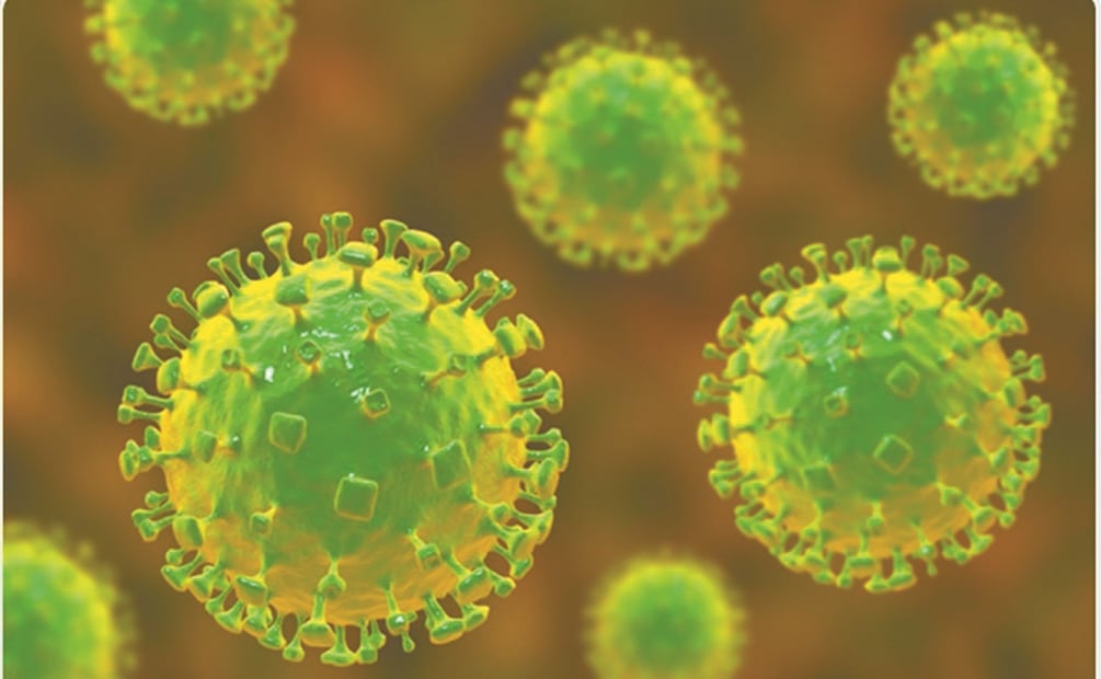 El virus Nipah se encuentra en la saliva y la orina de murciélagos frugivoros. Foto: Especial