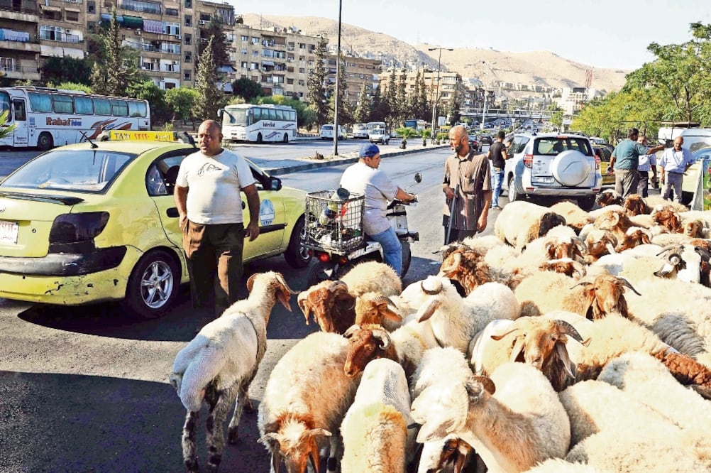 Sirios dialogan junto a un rebaño de ovejas en Damasco. Musulmanes alrededor del mundo se preparan para festejar el festival anual del Eid al-Adha, o el Festival del Sacrificio (AMMAR SAFARJALANI. XINHUA)