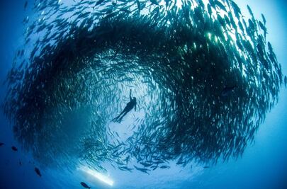 Cabo Pulmo: cómo llegar al paraíso del buceo y de las playas desconocidas en México 