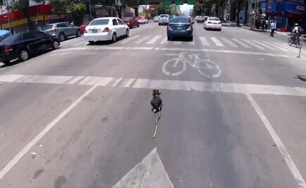 Rescatan a perro que corría por Av. Revolución