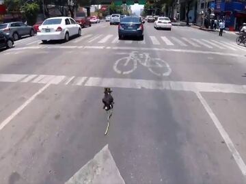 Rescatan a perro que corría por Av. Revolución