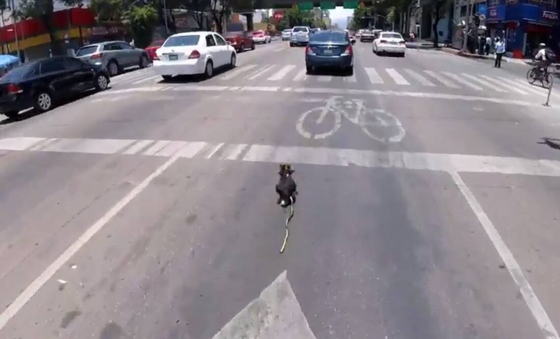 Rescatan a perro que corría por Av. Revolución