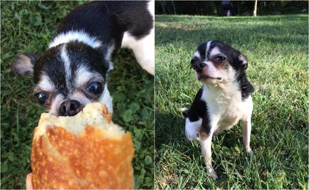 Perro que se "comió" a su dueño en EU se hace viral en redes