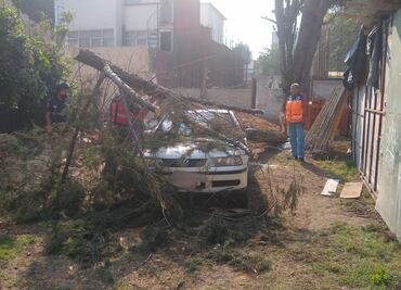Quién paga cuando cae un árbol sobre un auto