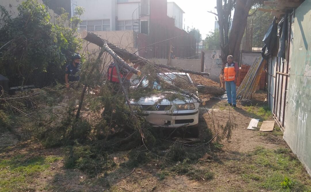Los fuertes vientos pueden provocar la caída de un árbol sobre algún auto, tal como sucedió en esta imagen tomada en la Alcaldía Benito Juárez. Imagen: SEGIRPC