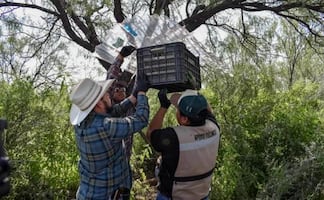 Liberan 14.9 millones de moscas estériles contra el gusano barrenador en Chihuahua; refuerza capacitación a productores