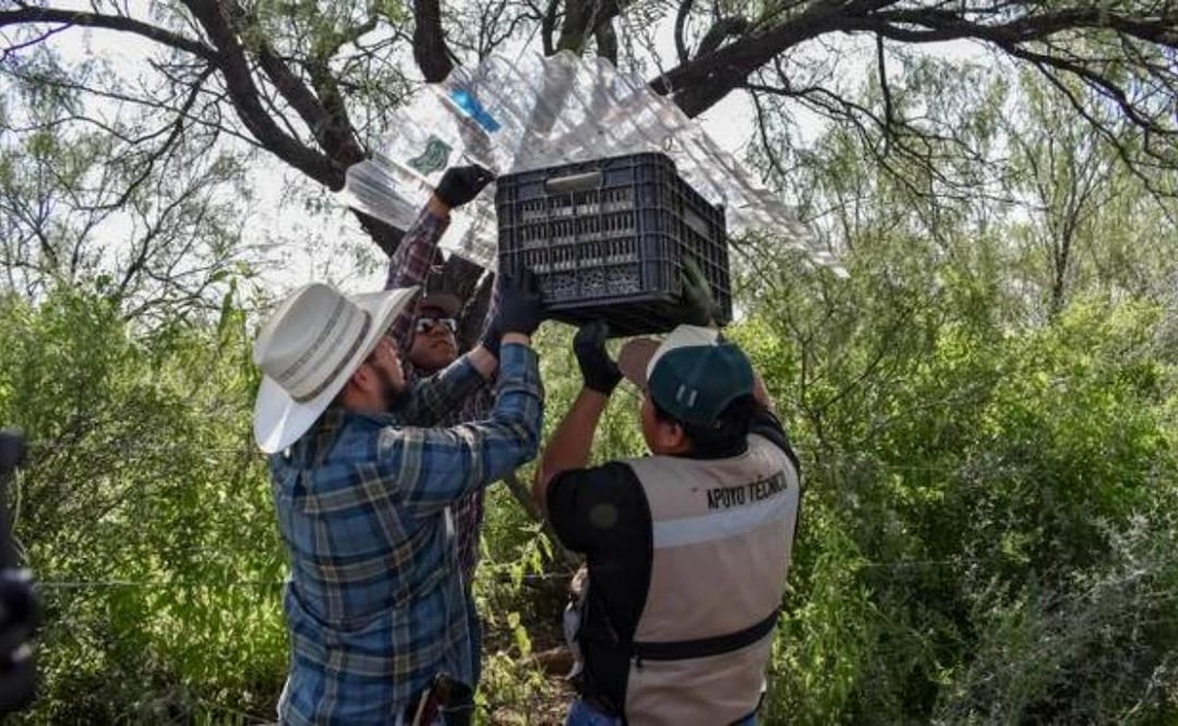 Liberan 14.9 millones de moscas estériles contra el gusano barrenador en Chihuahua (12/08/2026). Foto: Especial