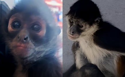 Profepa rescata a dos monos araña en Aguascalientes; especie está en peligro de extinción y su posesión está prohibida