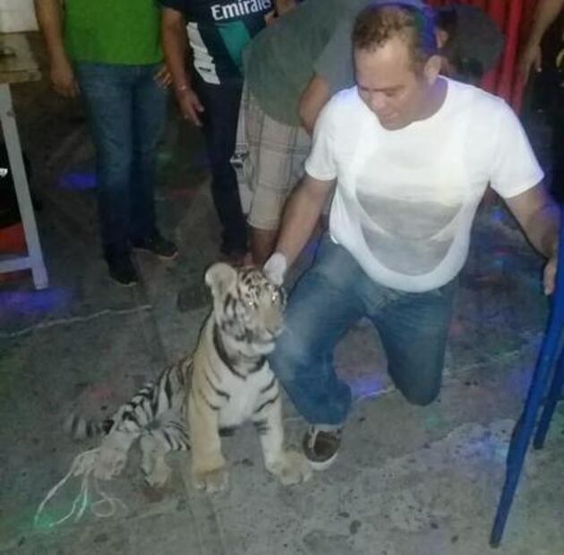 Empresario pasea tigre de bengala en Oaxaca; asegura que es legal