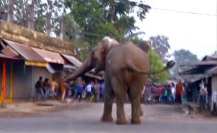 Elefanta salvaje destroza casas en el oeste de India