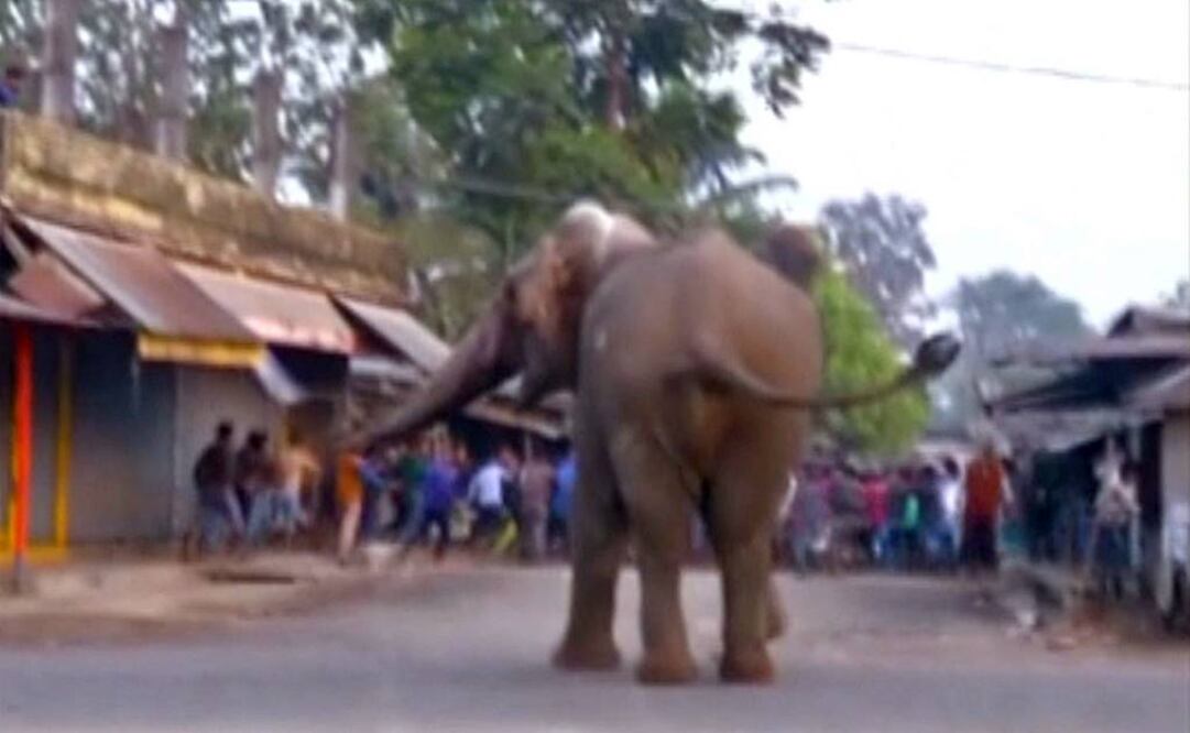 Elefanta salvaje destroza casas en el oeste de India