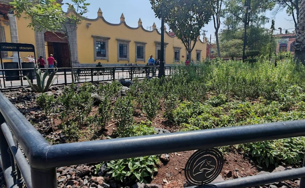 Renuevan jardines del Centro Histórico de Coyoacán. Foto: especial