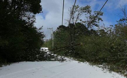 Caen 37 árboles en Guadalajara por mal clima 