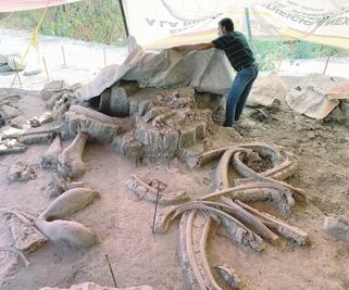 Ampliarán el Museo del Mamut de Tultepec