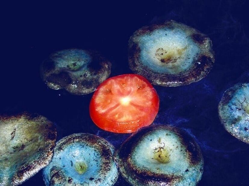 Conoce el hongo azul y sus beneficios