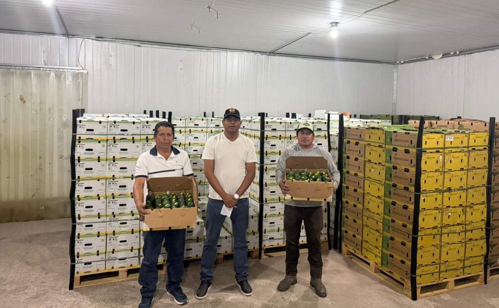 Productores de Morelos exporta primer embarque de aguacate a Canadá; envían 18 toneladas.
Foto: Especial.