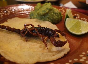 Tacos de alacrán, lo que puedes encontrar en Durango