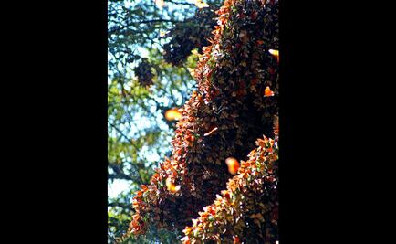 Pronto abrirán los santuarios de la mariposa monarca
