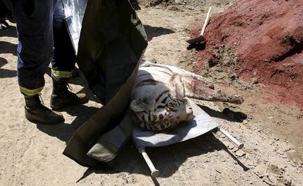 Abaten a tigre de zoo que mató a hombre en Georgia
