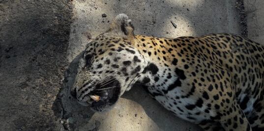 Encuentran a jaguar muerto en carretera de Nayarit