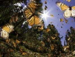 ¿Cuándo comienza la temporada de migración de mariposas monarca? Conoce la fecha en qué finaliza