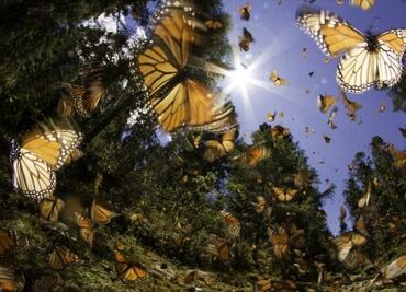 ¿Cuándo comienza la temporada de migración de mariposas monarca? Conoce la fecha en qué finaliza