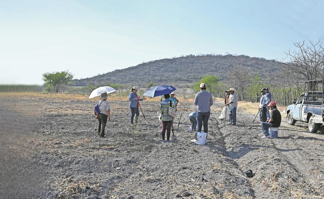 Los campesinos temen que la sequía sea más severa en este ciclo. Foto: Justino Miranda / EL UNIVERSAL