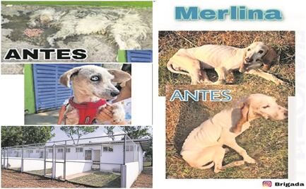 Día del Perro 2023: Brigada rescata a 213 animales