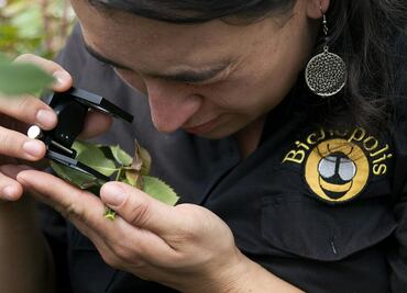 Los ácaros salvarán a los aguacates en Chile
