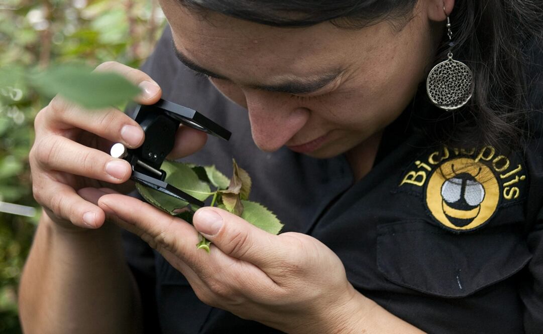 Los ácaros salvarán a los aguacates en Chile
