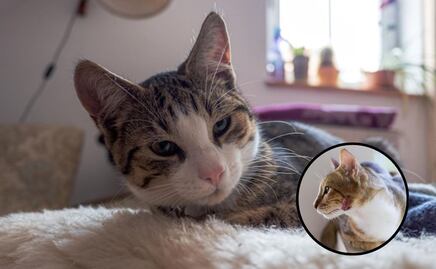 ¿Cada cuánto se deben limpiar las costras de los gatos, según veterinaria?