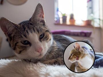 ¿Cada cuánto se deben limpiar las costras de los gatos, según veterinaria?