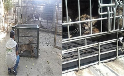 African lion and bobcat rescued in Sinaloa