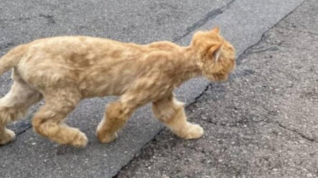 Gato encontrado se vuelve viral. Fuente: Twitter @sezaret