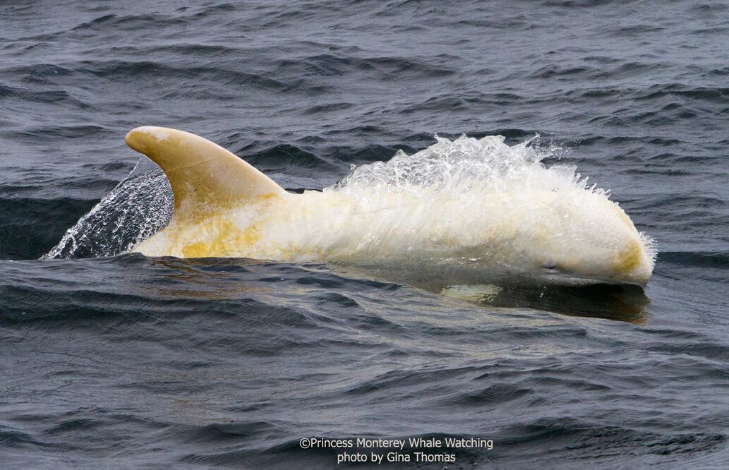 Foto: Princess Monterey Whale Watching