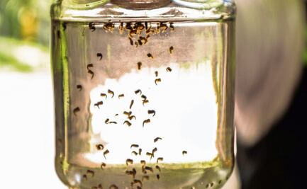 Ataque contra el dengue, acciones en el Día Mundial