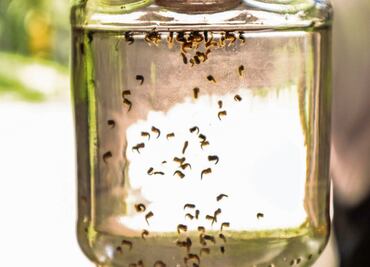 Ataque contra el dengue, acciones en el Día Mundial