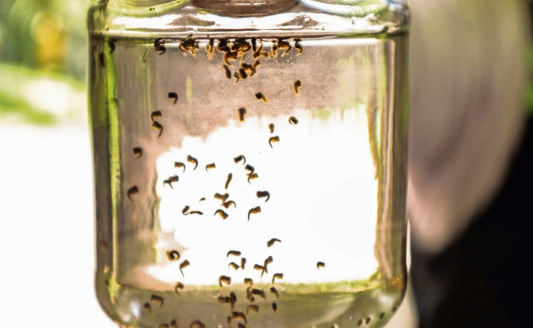 Colector de mosquitos causantes del dengue. Foto: Archivo EL UNIVERSAL