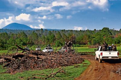 Talan hasta 400 árboles al día en Tlalpan