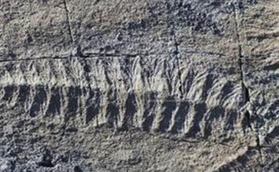 Vivieron hace 565 millones de años. Foto: EFE