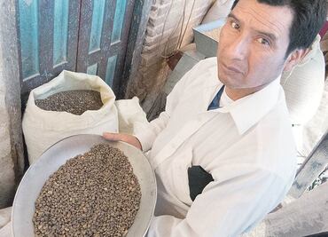 Plaga devora cafetales