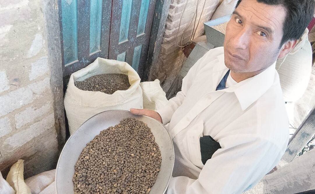  Desde hace más de un año la roya devastó parcelas de más de 200 familias que integran la cooperativa Guerrero Maya, en los Altos de Chiapas