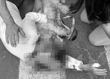 Perro pitbull ataca a una mujer y a su mascota en la Benito Juárez