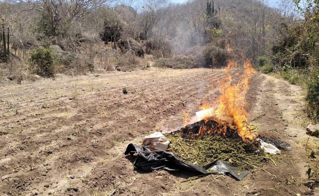 Marina incinera plantío de marihuana en Sinaloa (15/05/2026). Foto: Especial
