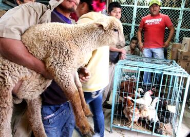 Corte detemina que uso de animales para ritos es crueldad animal y debe ser castigado; resolución no viola libertad de culto