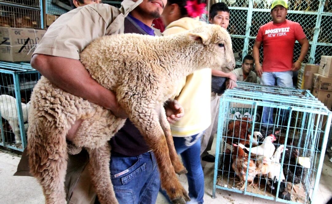 Corte detemina que uso de animales para ritos es crueldad animal y debe ser castigado. FOTO: EL UNIVERSAL