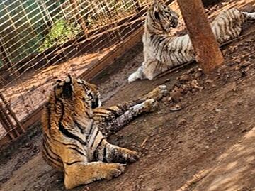 Aseguran 2 tigres y 5 jaguares durante cateo en Jamay, Jalisco